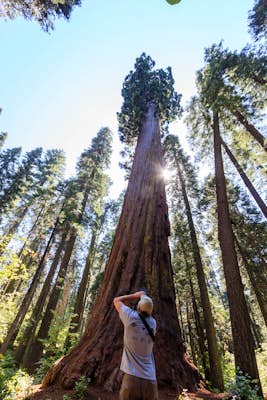 Hike the North Grove Trail in Calaveras Big Trees SP