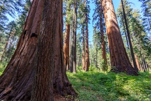 Hike the North Grove Trail in Calaveras Big Trees SP