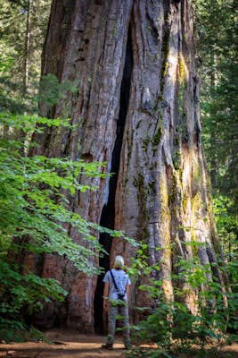 Hike the South Grove Trail in Big Trees SP