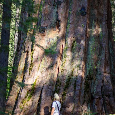 Hike the South Grove Trail in Big Trees SP