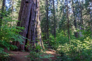 Hike the South Grove Trail in Big Trees SP