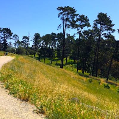 Run the Circumnavigation of Redwood Regional Park's Ultimate Trail Loop