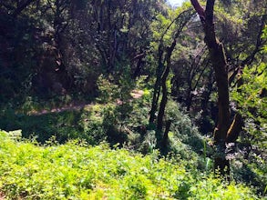 Run the Circumnavigation of Redwood Regional Park's Ultimate Trail Loop