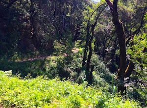 Run the Circumnavigation of Redwood Regional Park's Ultimate Trail Loop