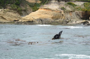 Watch the Grey Whale Migration at Depoe Bay Scenic Park