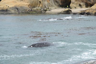 Watch the Grey Whale Migration at Depoe Bay Scenic Park