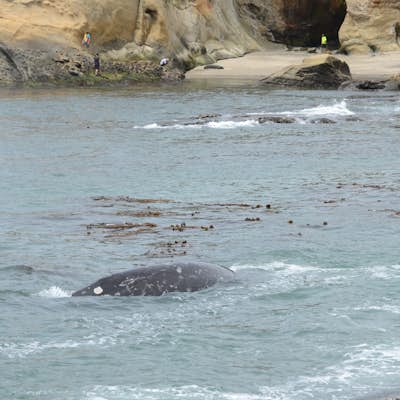 Watch the Grey Whale Migration at Depoe Bay Scenic Park