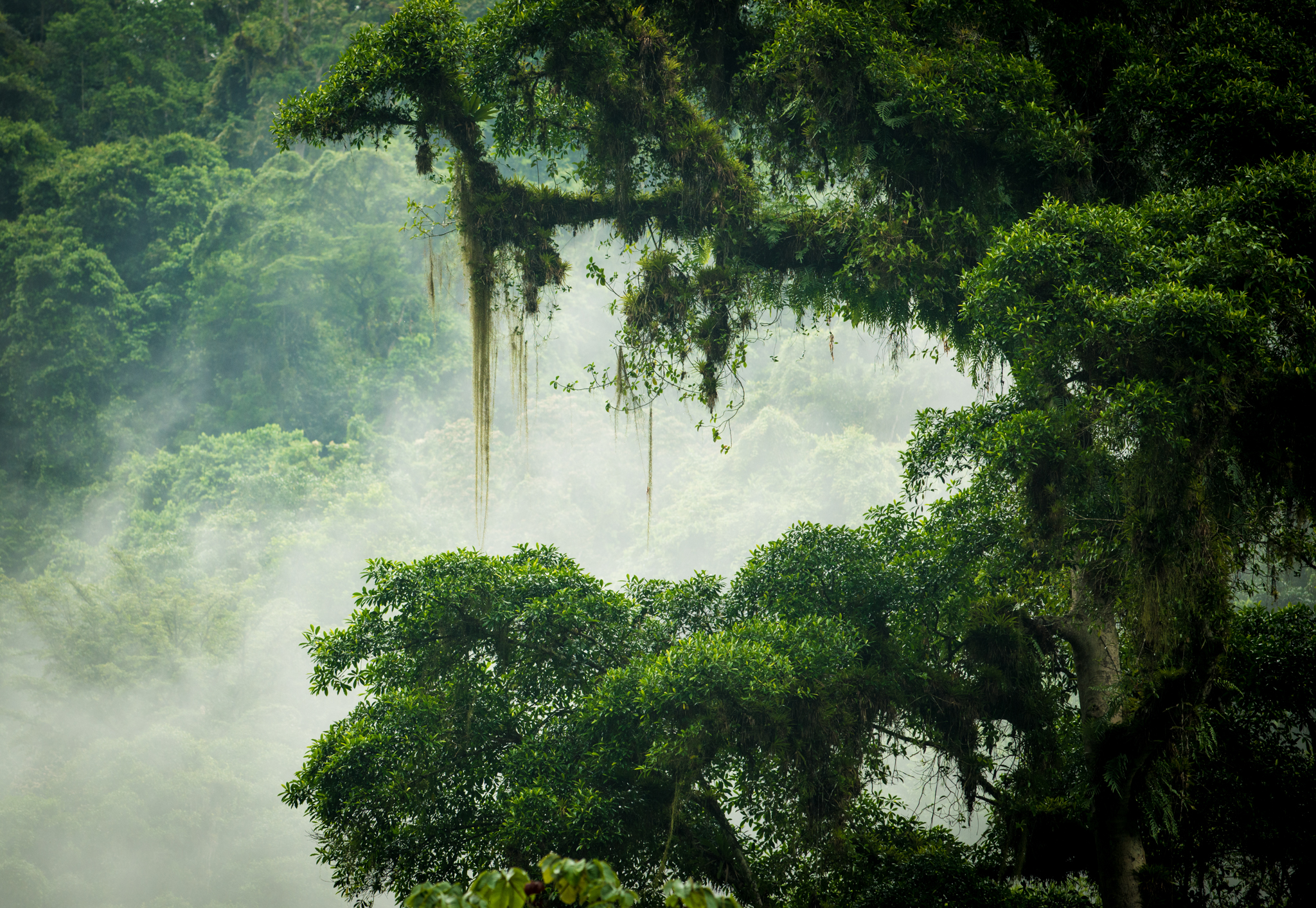 Trek to La Ciudad Perdida (Lost City of Teyuna)
