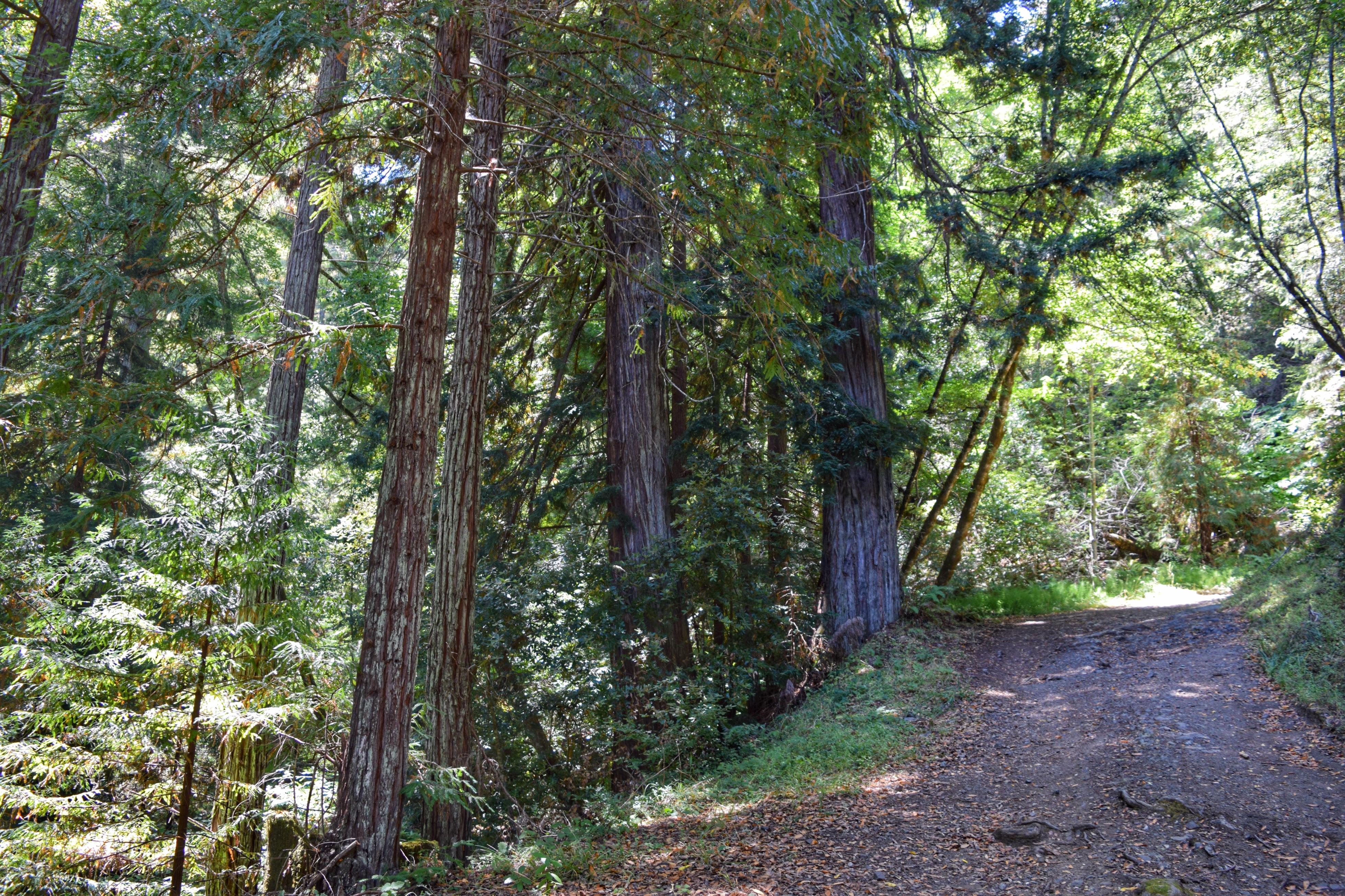 Bolinas Ridge Loop
