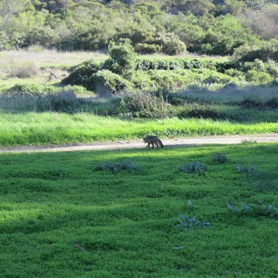 Camp at Scorpion Ranch, Channel Islands NP