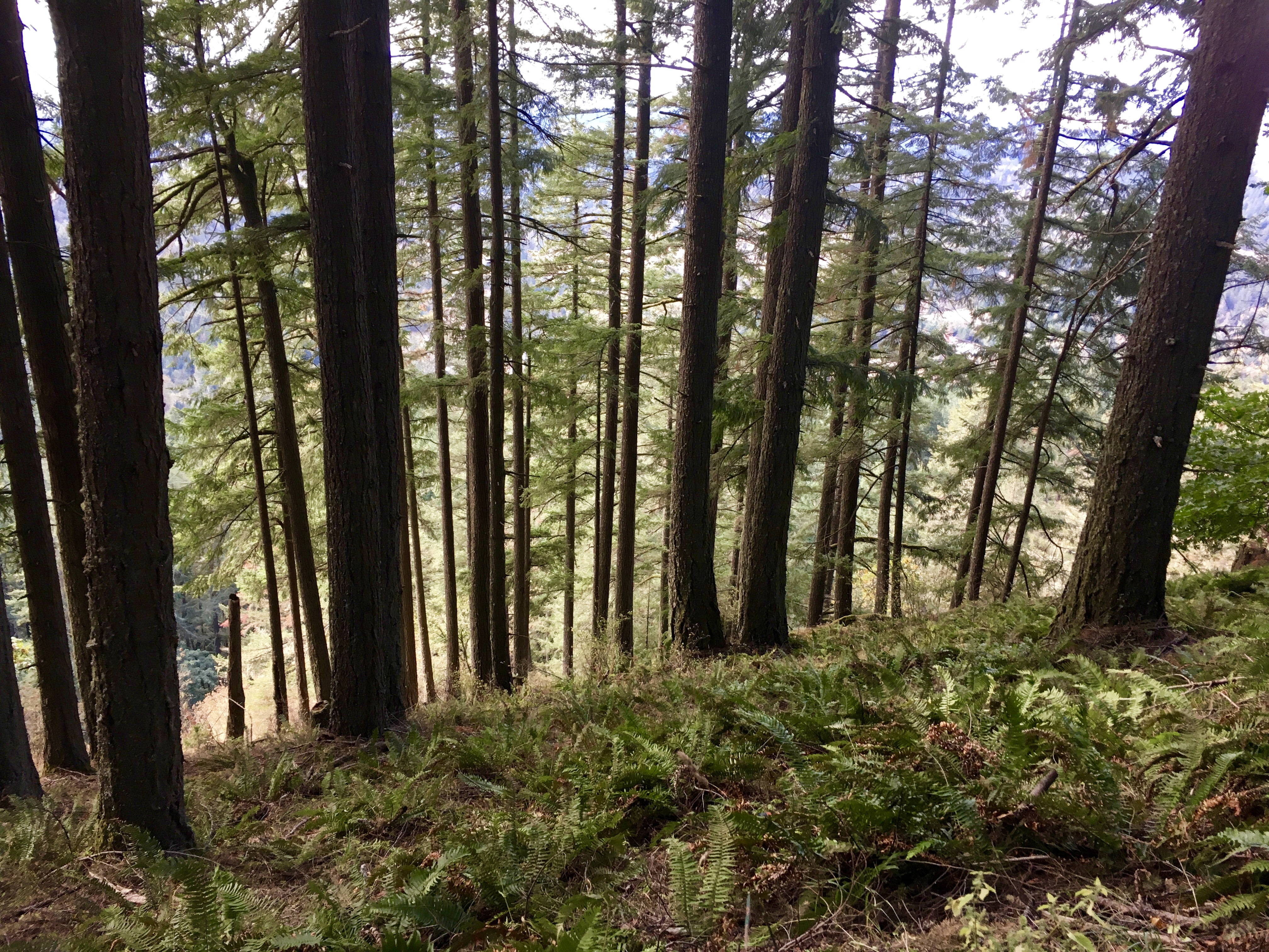 Spencer Butte Loop