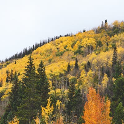 View Fall Color on Cameron Pass