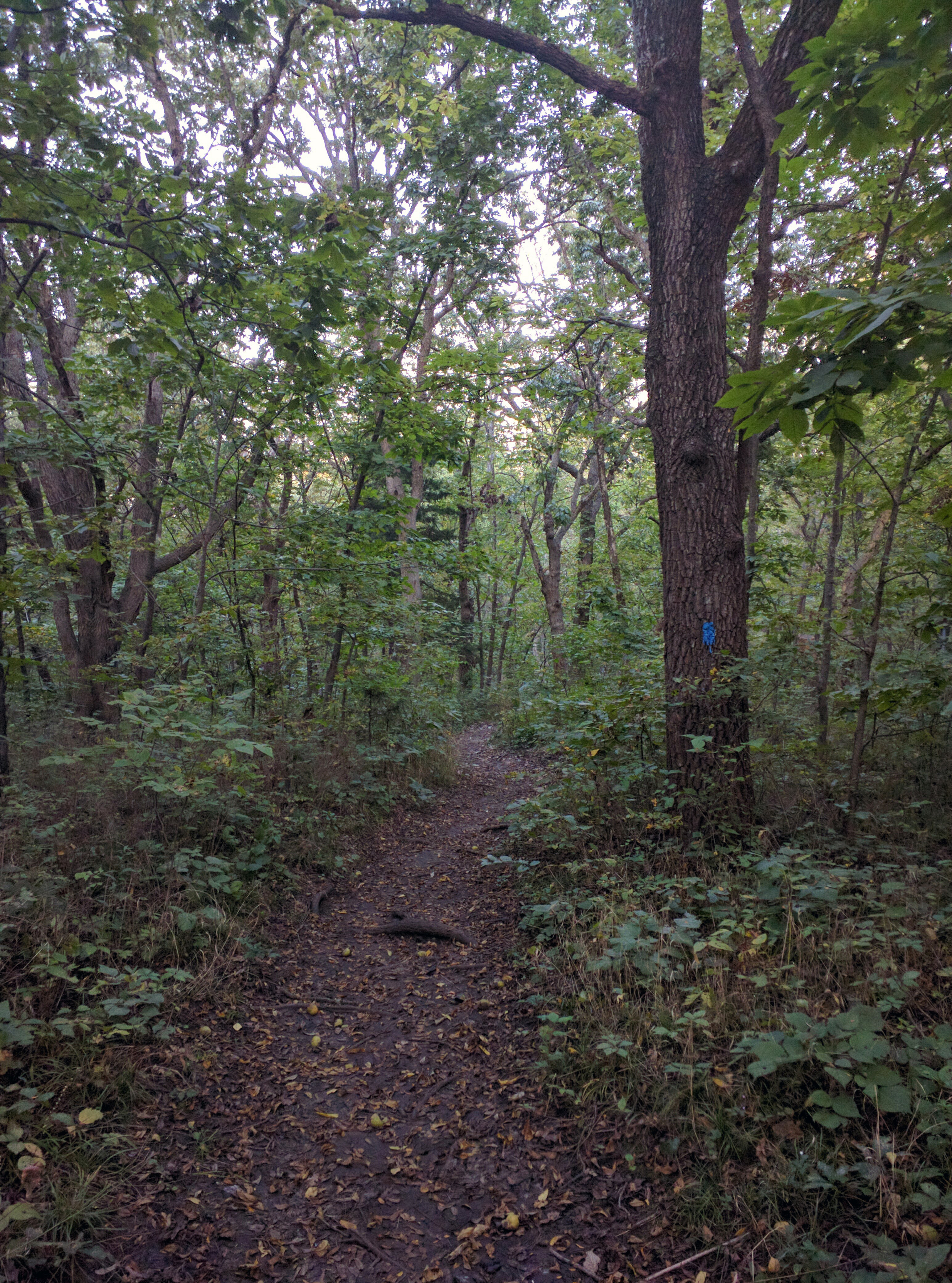 Hike the George Lathan Hiking Trail