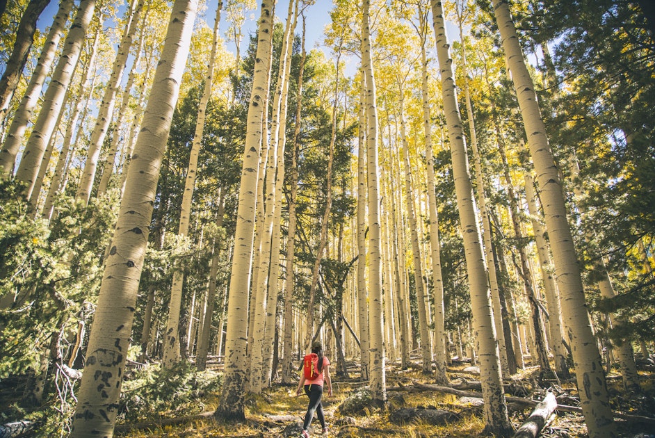 Hike Aspen Corner to Bismark Lake on the Arizona Trail, Aspen Corner