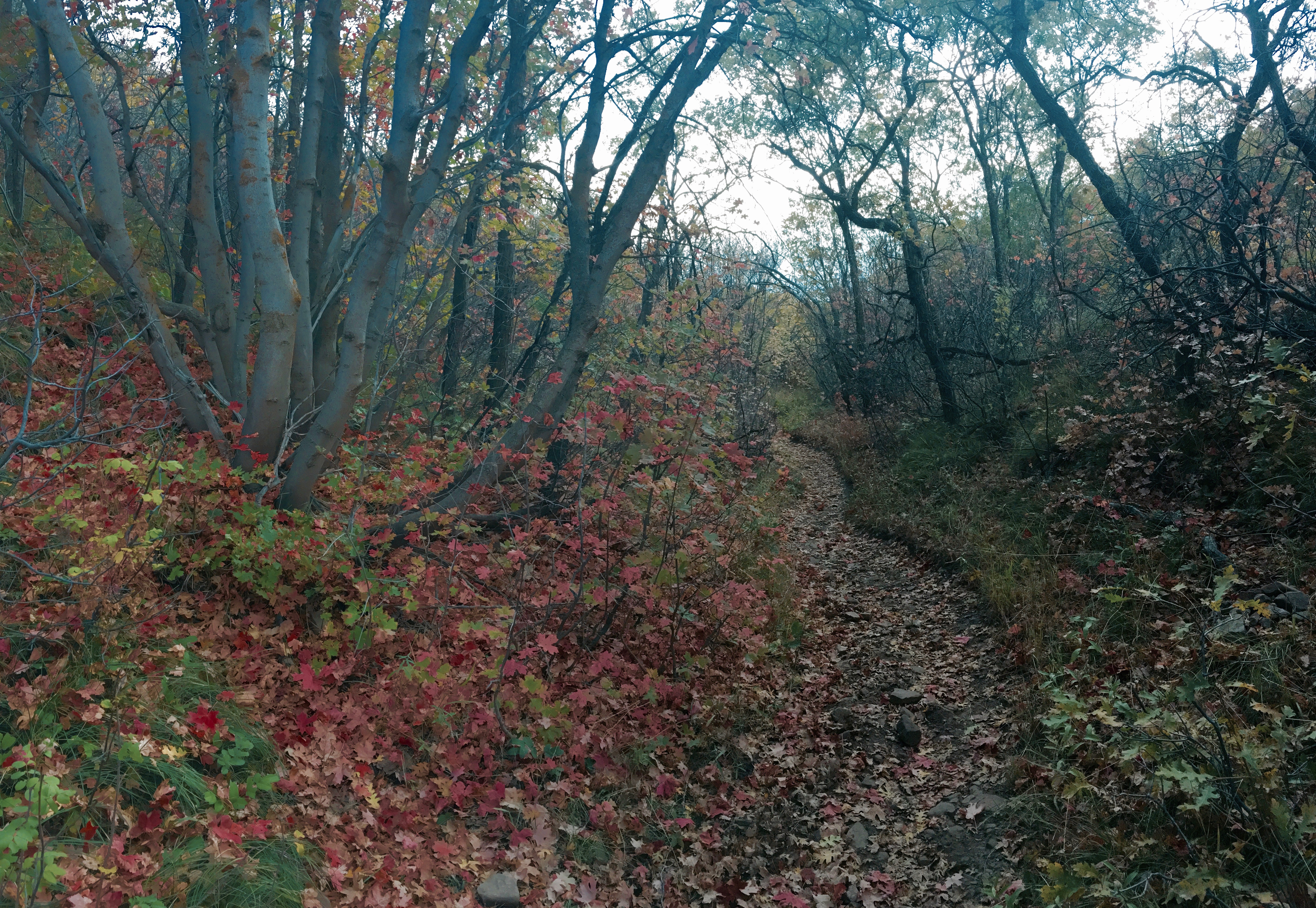 Hike or Run Mount Wire