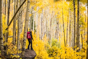 Autumn Leaf Peeping below the Maroon Bells