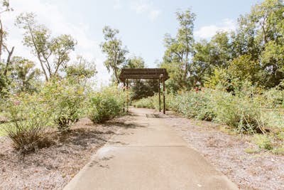 Take a walk through Thomasville's Rose garden