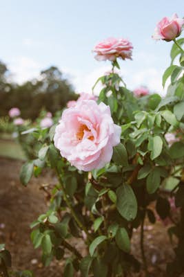 Take a walk through Thomasville's Rose garden