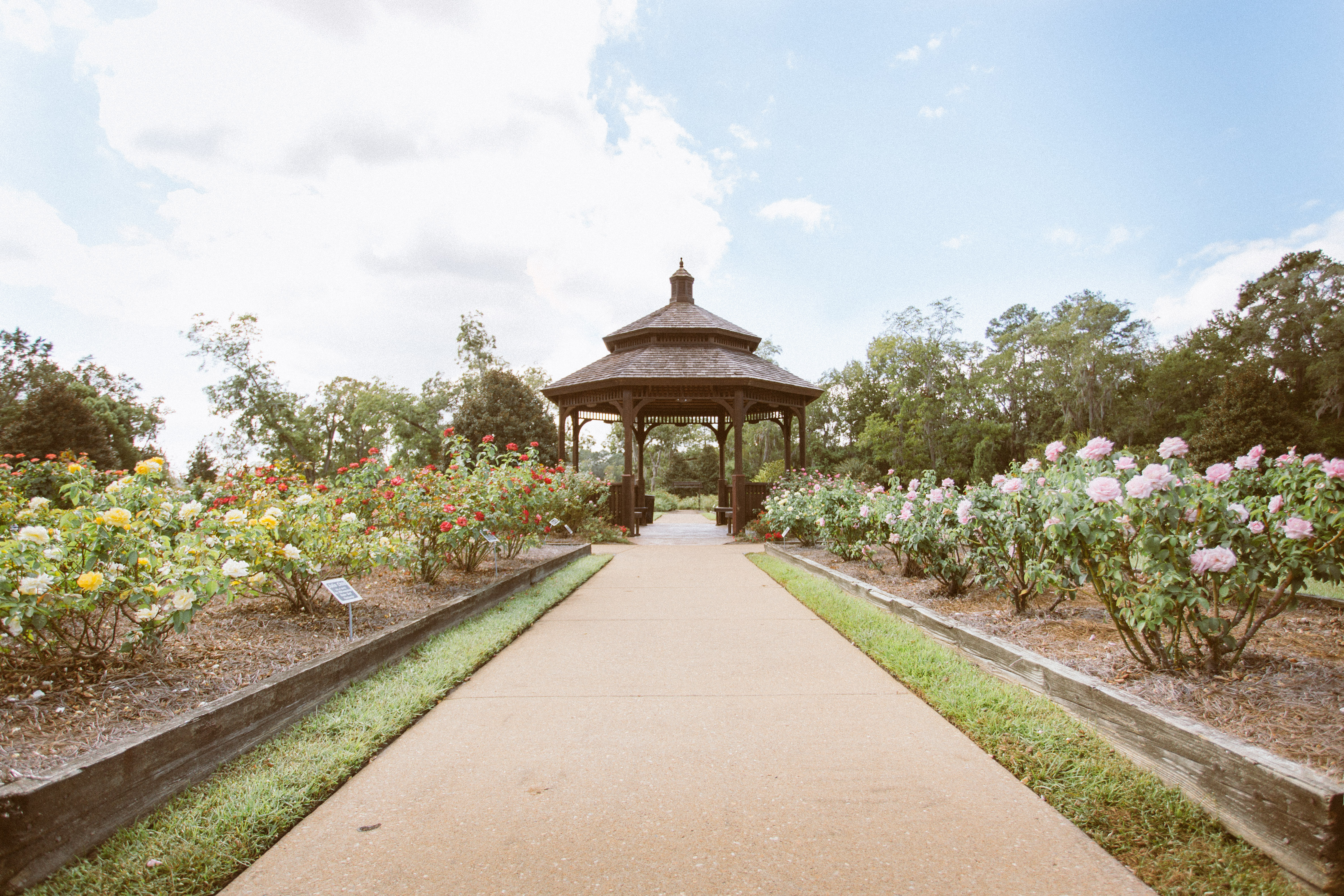 Take a walk through Thomasville's Rose garden, Thomasville,
