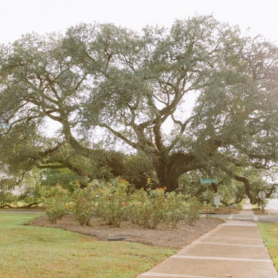 Photograph the Big Oak