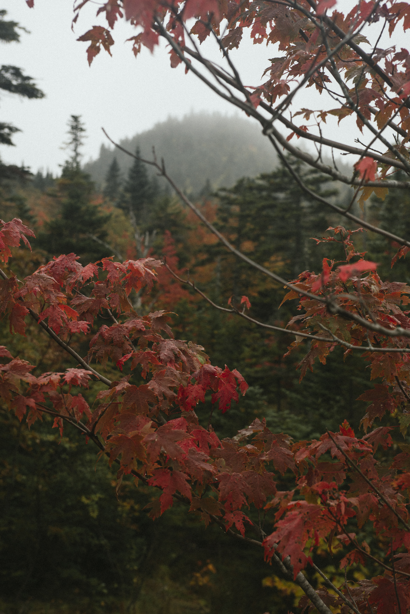 Photograph Fall Foliage on the Kancamagus Highway