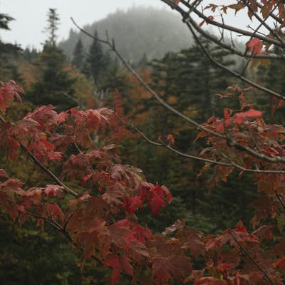 Photograph Fall Foliage on the Kancamagus Highway