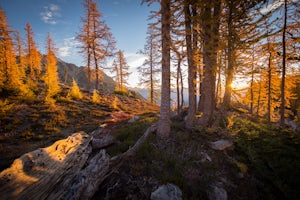 Reflections of Bird Lakes - A Photographic Essay on Flight, Quiet, and Change 