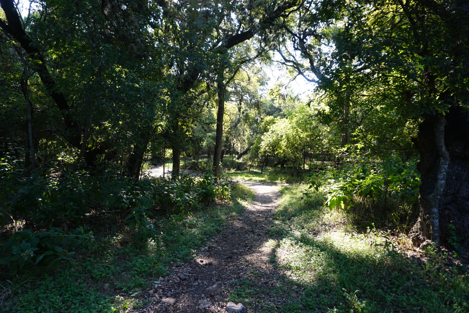 Hike the Mud Creek Loop at McAllister Park