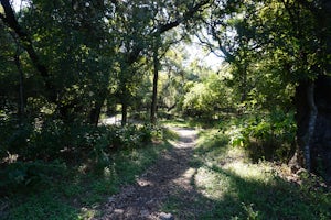 Hike the Mud Creek Loop at McAllister Park