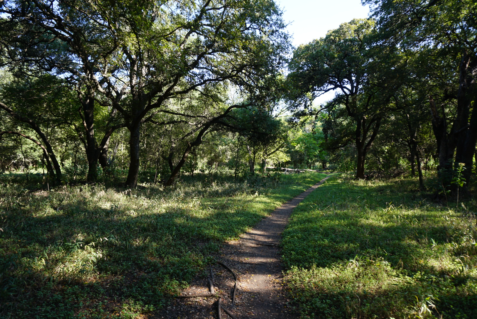 Hike the Mud Creek Loop at McAllister Park