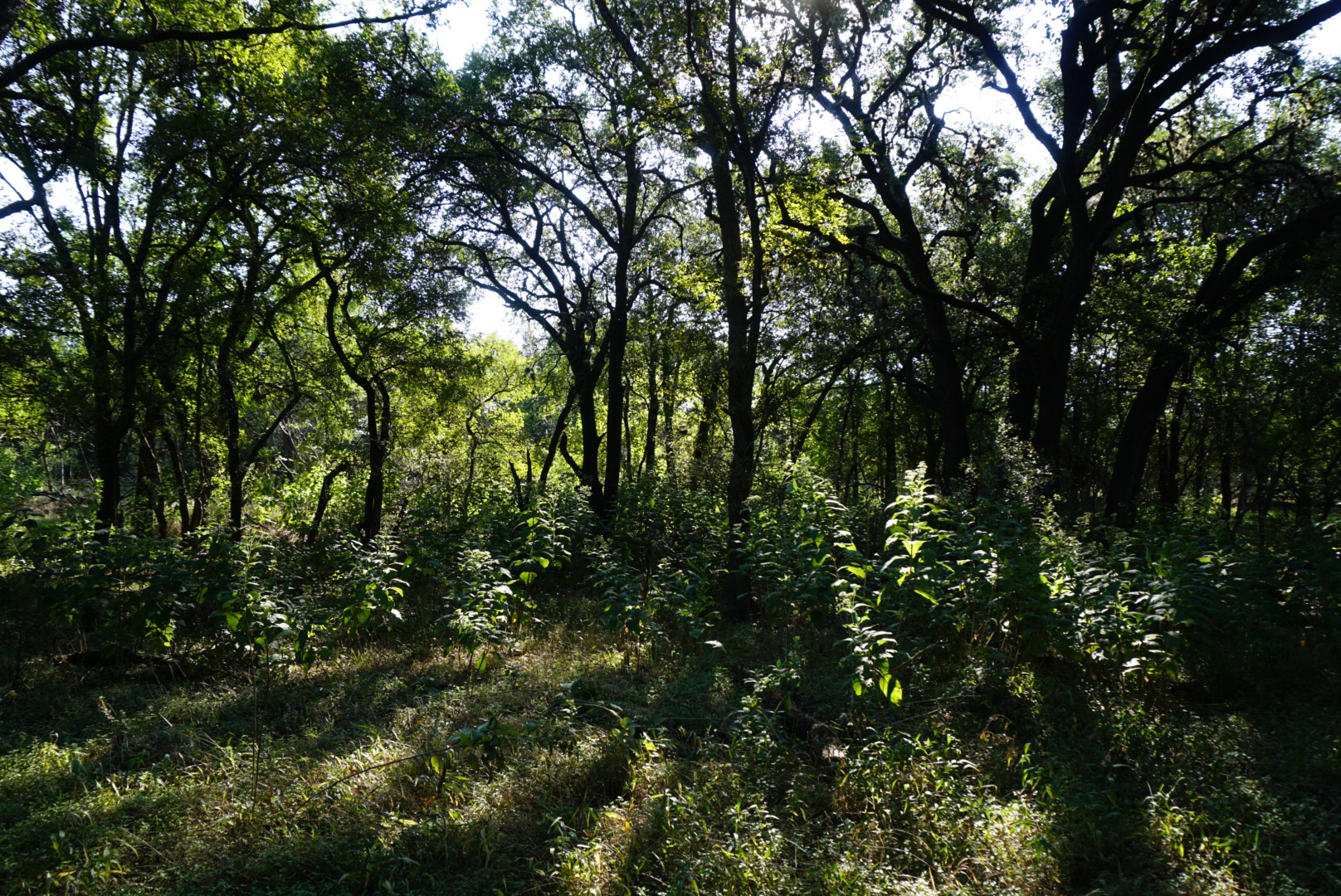 Hike the Mud Creek Loop at McAllister Park