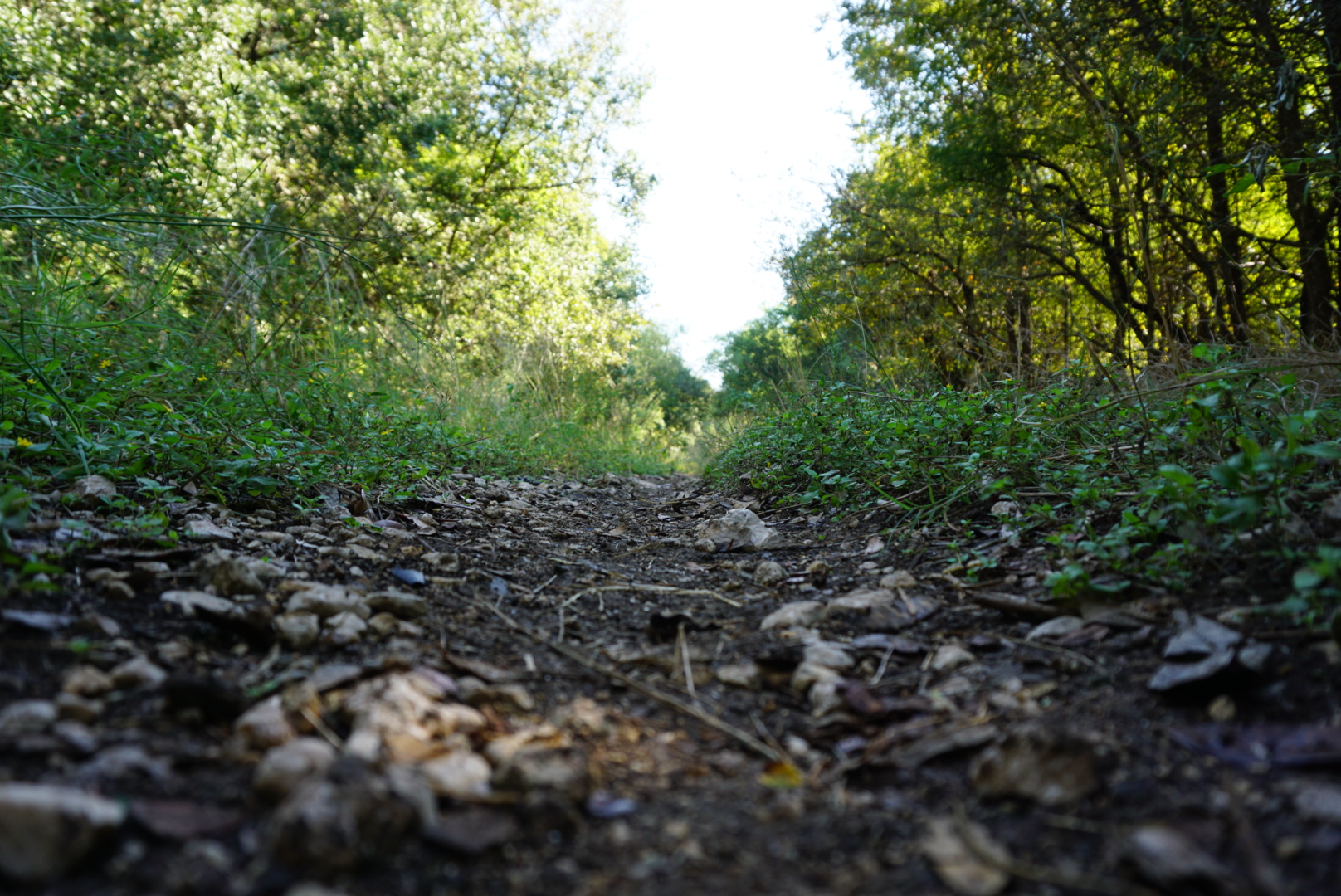 Hike the Mud Creek Loop at McAllister Park