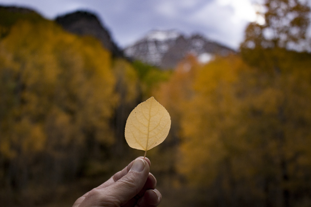 Camp at Timpooneke Campground