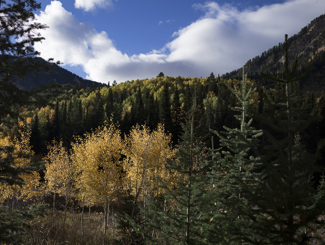 Camp at Timpooneke Campground