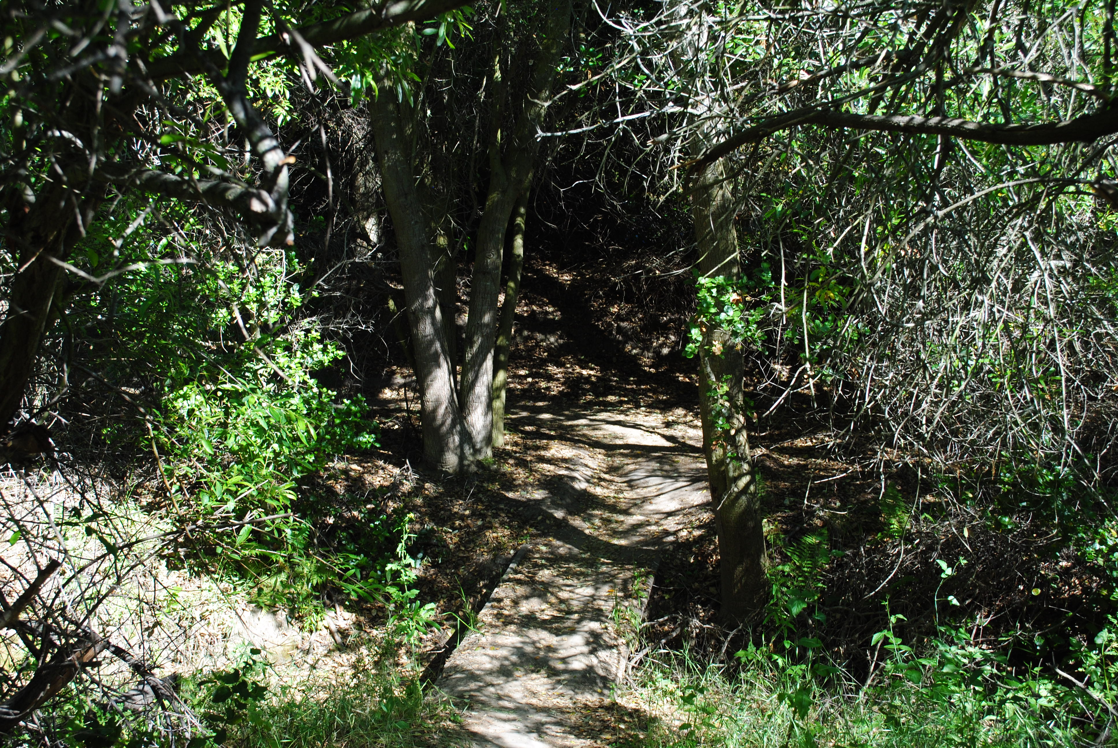 Hike Willow Canyon, Laguna Coast Wilderness Park