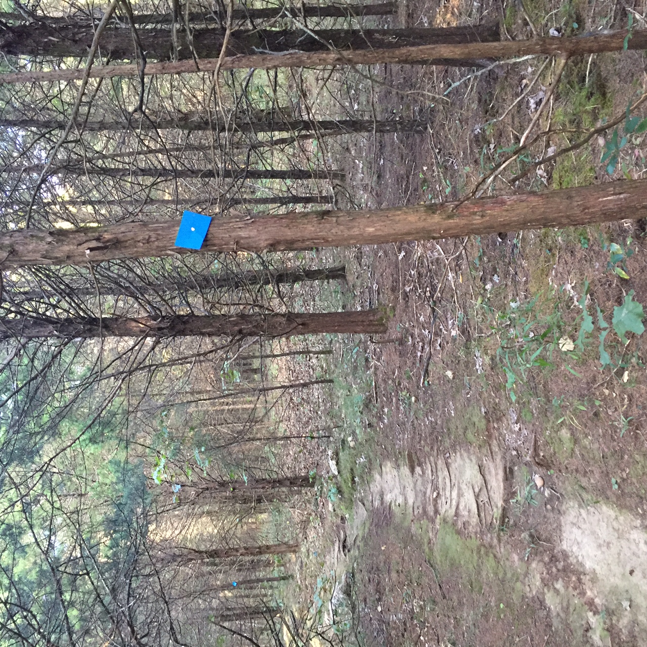 Woodland Trail Loop