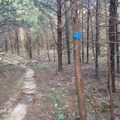 Woodland Trail Loop