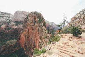 An Acrophobic Tries Hiking Angels Landing in Zion National Park