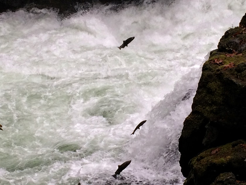 Catch the Salmon Run on Vancouver Island, Port Alberni, British Columbia