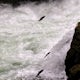 Catch the Salmon Run on Vancouver Island