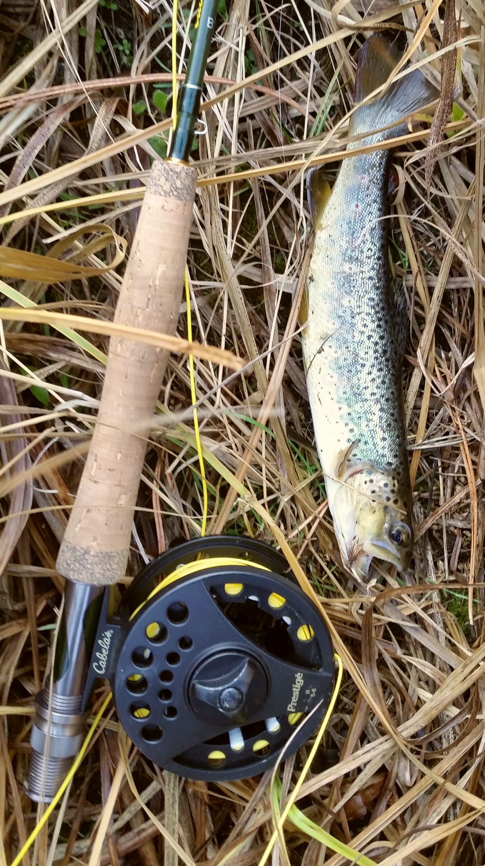 Fly Fish from the Rapid Creek Trailhead