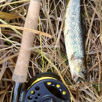 Fly Fish from the Rapid Creek Trailhead