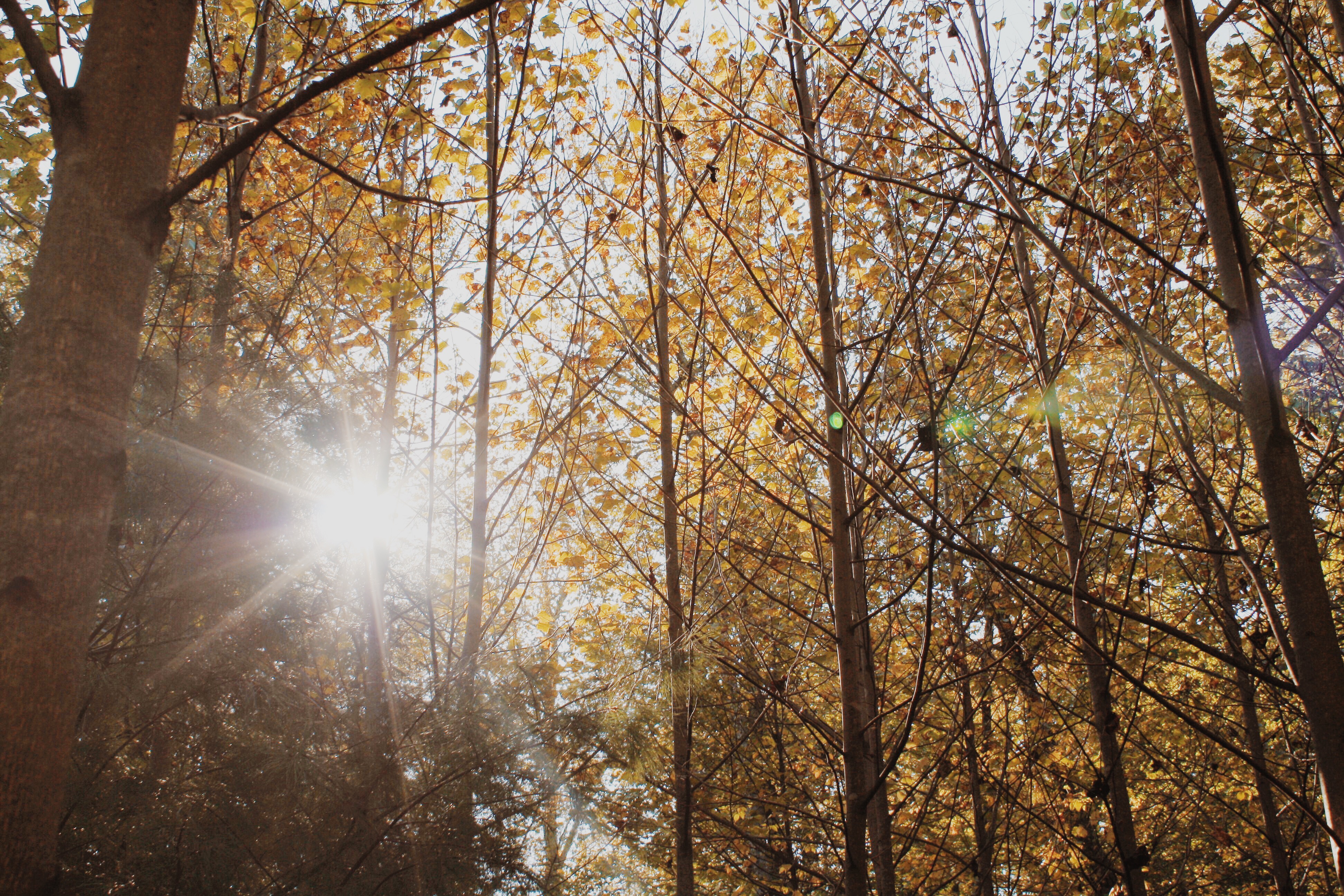 24 Hours in Shenandoah National Park