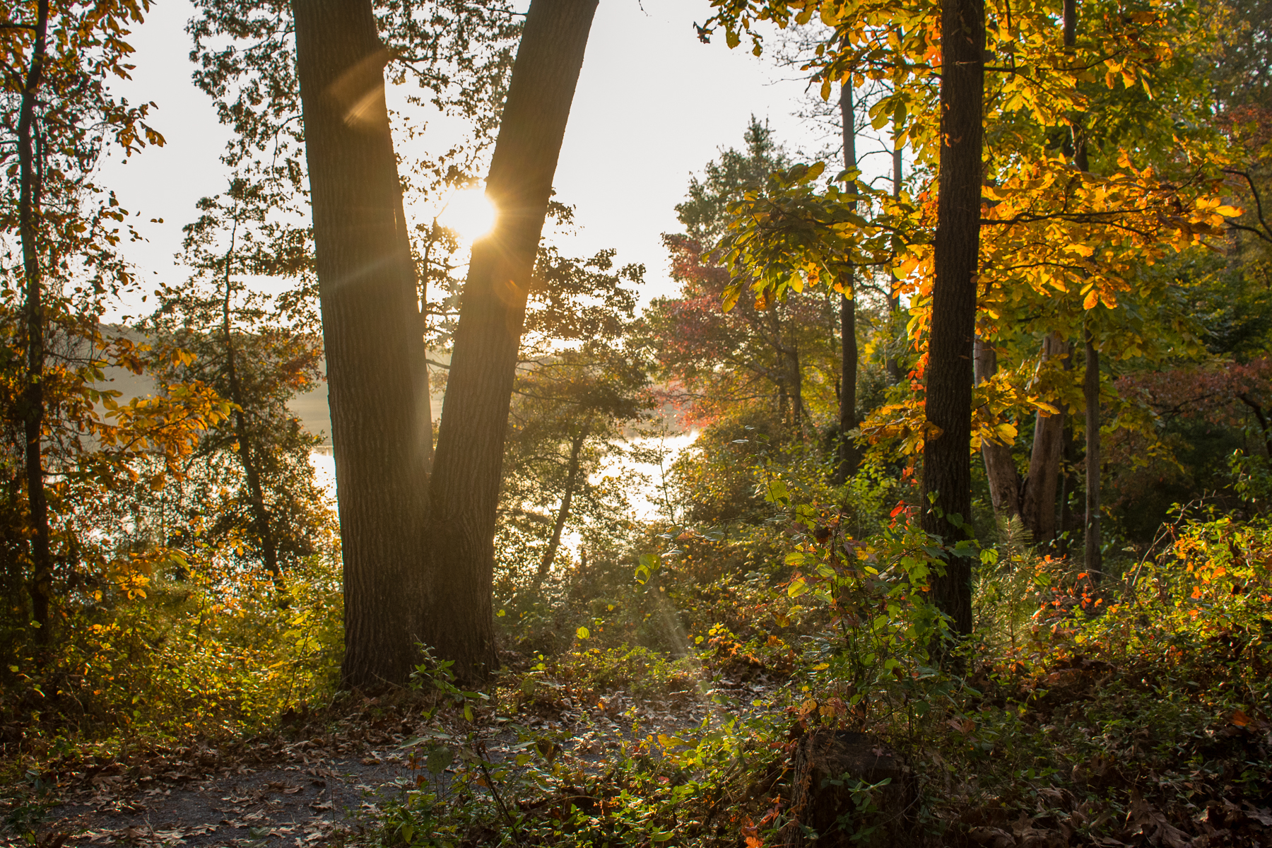 Hike the Pondside Trail, Killens Pond SP