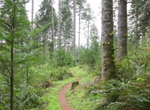 Hike the Red Trail in Miller Woods
