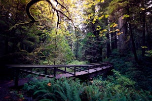 Walking with Sentinels in Redwood National Park