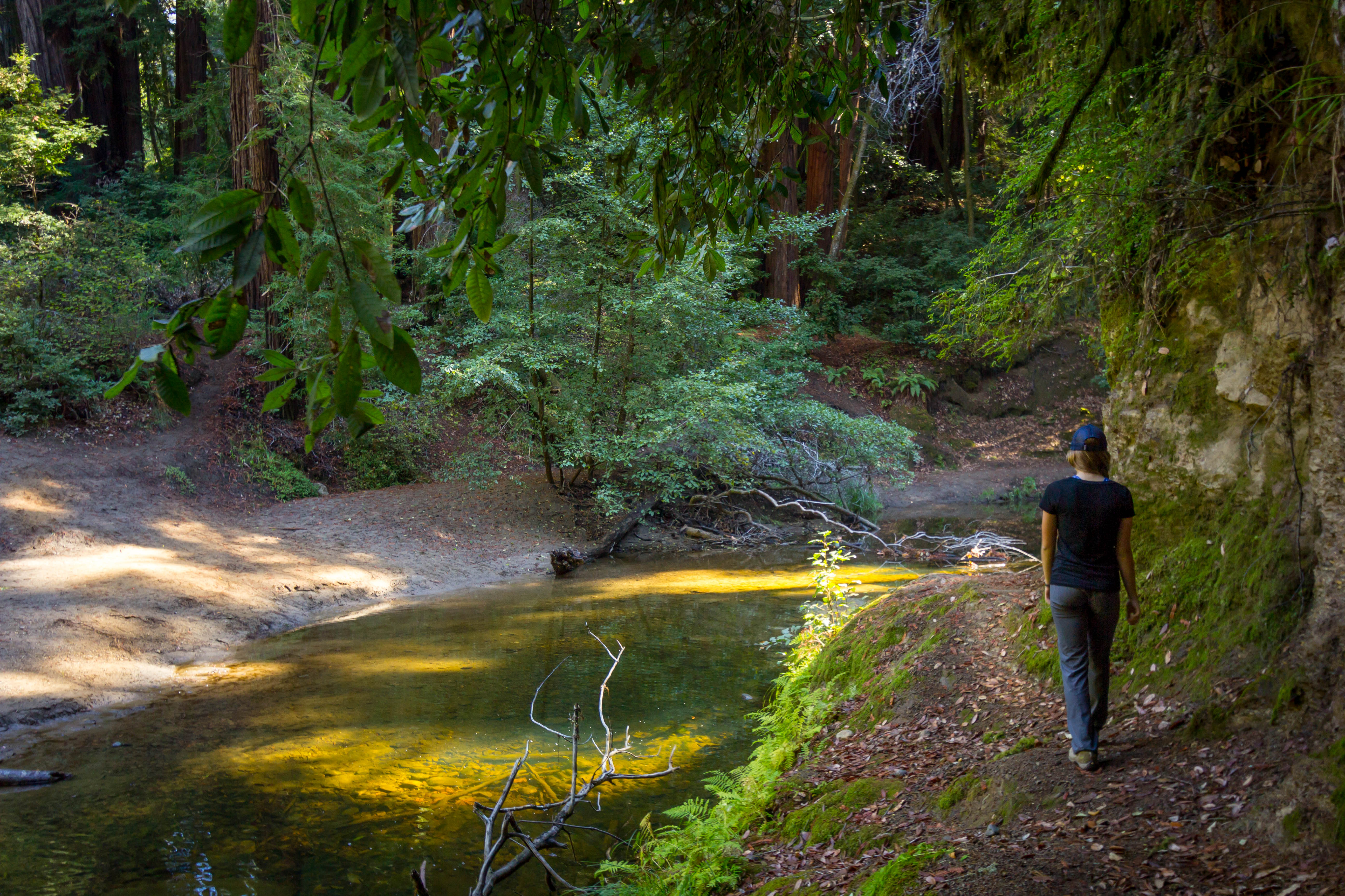  Camp Under the Redwoods at Memorial Park 