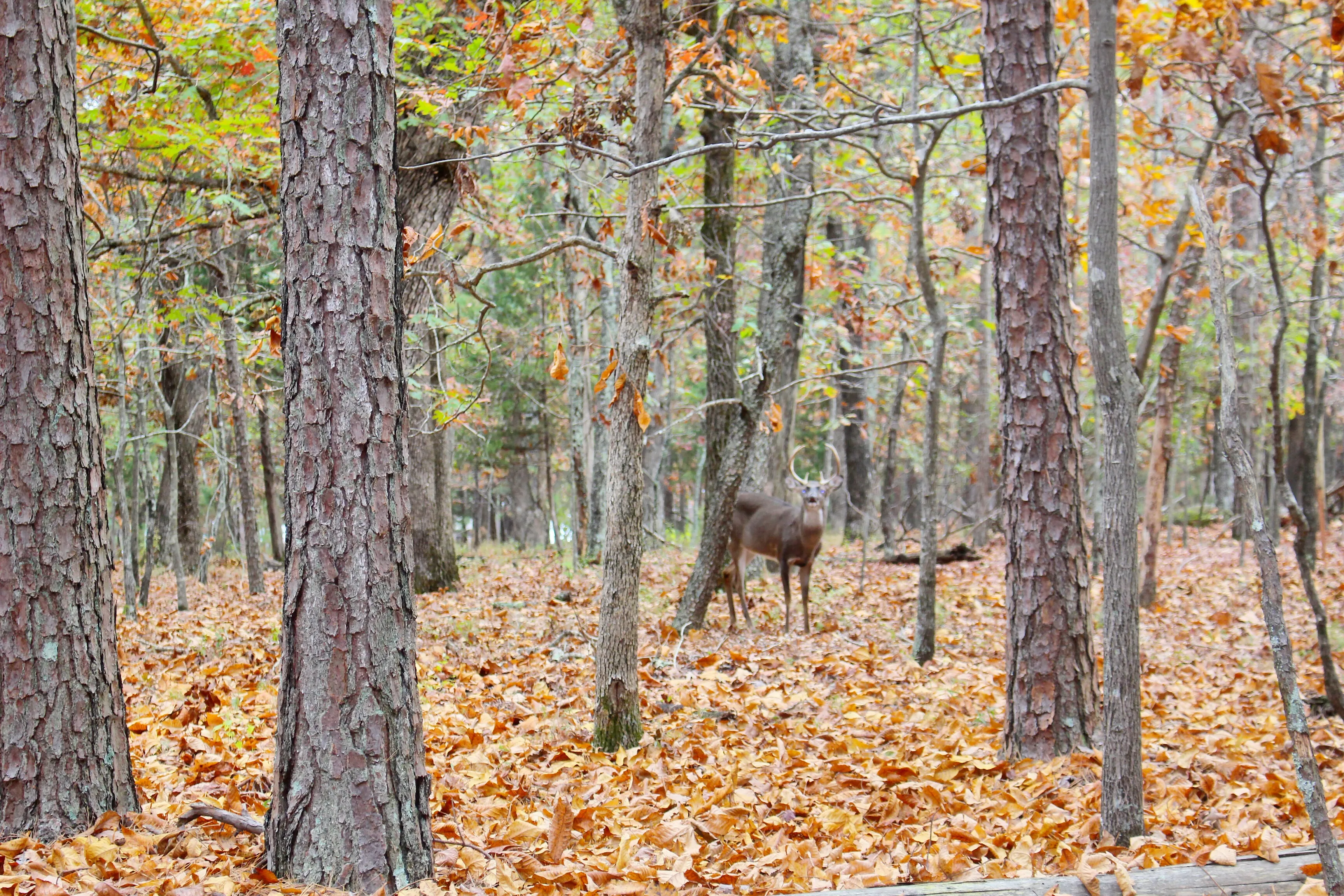 Camp at Mount Nebo SP