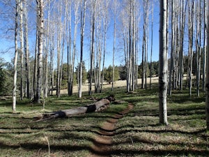 Hike Aspen Corner to Bismark Lake on the Arizona Trail