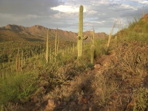 Hike the Brown Mountain Trail